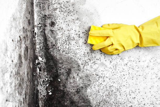Best Residential Mold Inspection & Testing  in Wellston, OH